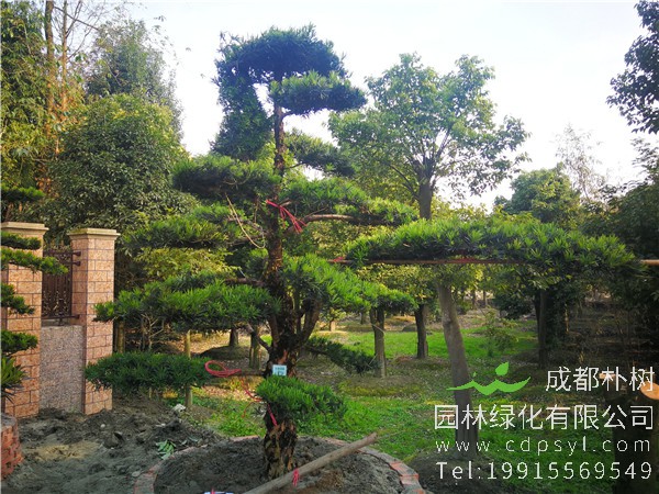 3米高罗汉松图片